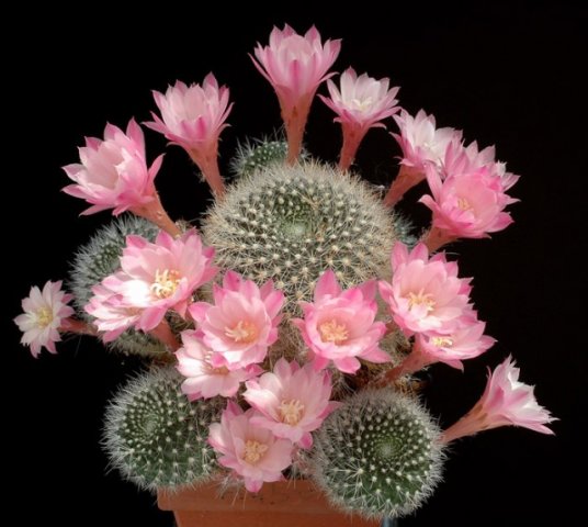 Rebutia_espinosae